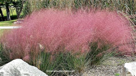 Pink Muhly Grass Greenwood Nursery