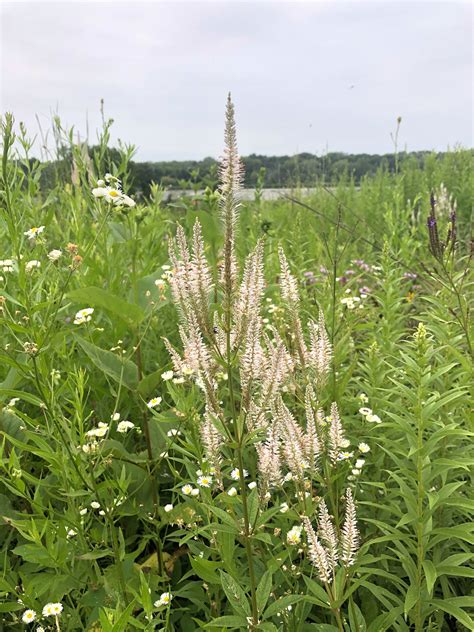 Wisconsin Wildflower Culver S Root Veronicastrum Virginicum