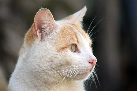 Gato (Felis catus) | Nome comum - Gato Nome científico - Fel… | Pedro ...