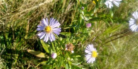 Blue Wildflowers in the Field. Closeup Picture. Flowers in the Sunlight ...