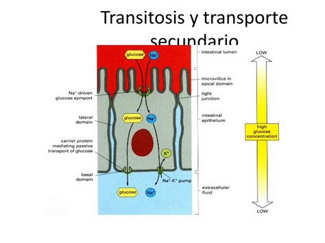 Pdf Unidad Ii Sistema De Membranas Peces Ens Uabc Mxpeces Ens Uabc