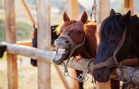 7 Tips Para Reconocer El Lenguaje Corporal De Los Caballos Revista