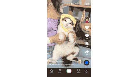 Por Qué Tiktok Me Muestra Los Videos Que Quiere Infobae