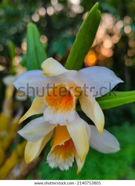 9 Dendrobium Heterocarpum Lindl Images Stock Photos Vectors