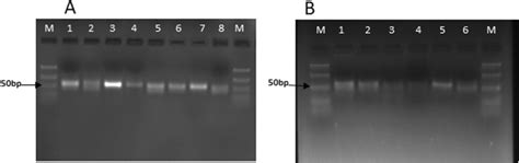 Agarose Gel Based Detection Of Mirnas A Conserved Mirnas M Bp