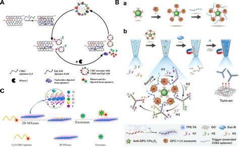 A Schematic Of Enzyme Aided Fluorescence Amplification Based On Download Scientific Diagram