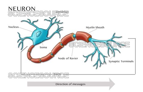 Motor Neuron Labeled