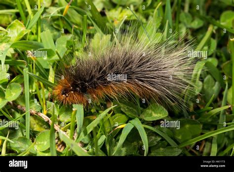 Woolly bear caterpillar moth hi-res stock photography and images - Alamy