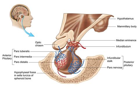 Pituitary Gland - Function and Hormone Production