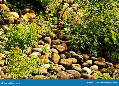 The Treesrocks And Stone On The Bank Of Ganga River Stock Image