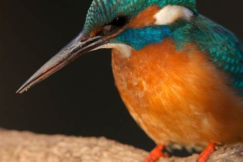 IJsvogel in het laatste licht van IJsvogels nl Corné van Oosterhout