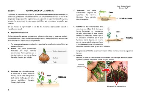 Reproducción EN LAS Plantas 1 Sesión 6 REPRODUCCIÓN EN LAS PLANTAS