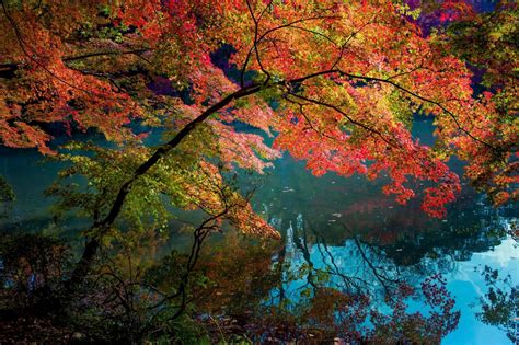 Wallpaper Trees Landscape Colorful Forest Fall Lake Water