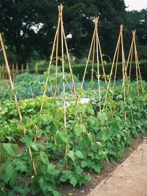 Comment Ramer Les Haricots Grimpants Le Tuto Pour Les Cultiver