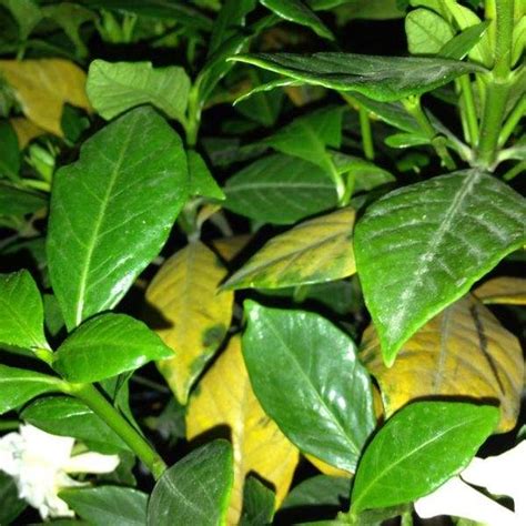 Common diseases of Gardenia and control methods - The Plant Aide