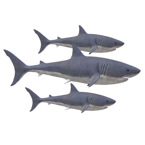 Swimming Shark Illustration 27257688 Png