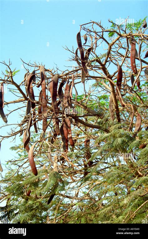 Carob Tree Ceratonia Siliqua Fabaceae Stock Photo Alamy