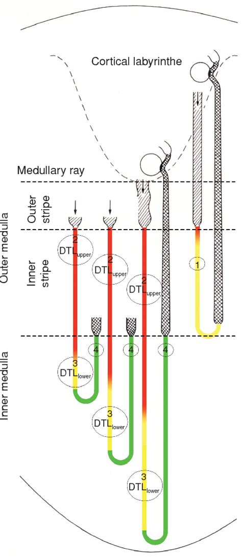 Figure 1 From Structure And Function Of The Thin Limbs Of The Loop Of