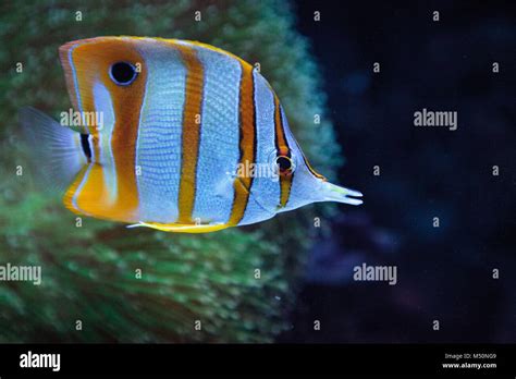 Copper Banded Butterflyfish Chelmon Rostratus Stock Photo Alamy