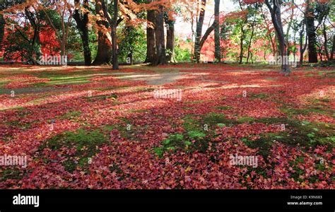 Japanese garden in Autumn color, Kyoto, Japan Stock Photo - Alamy