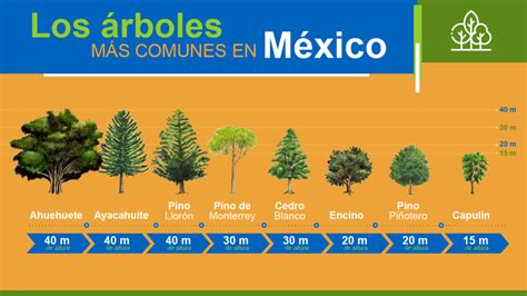 Details Tipos De Rboles M S Comunes Abzlocal Mx