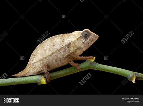 Pygmy Chameleon Image And Photo Free Trial Bigstock