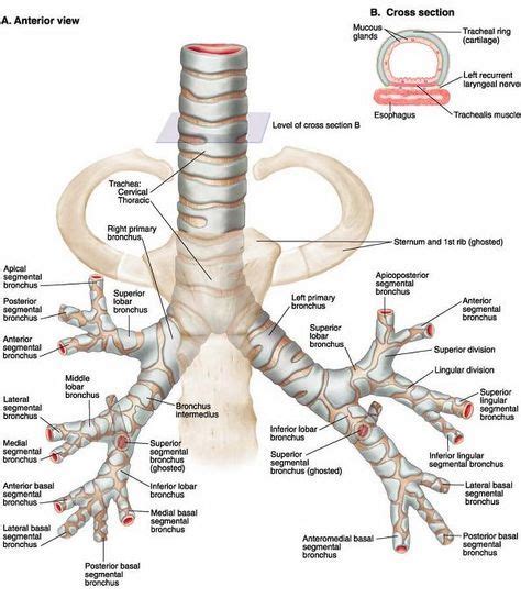 the anatomy of the neck and upper limbs