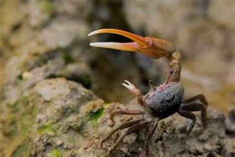 How To Keep Fiddler Crabs Alive For Bait 10 Tips To Follow