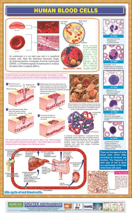 HUMAN-BLOOD-CELLS – Iqbal Scientific Store