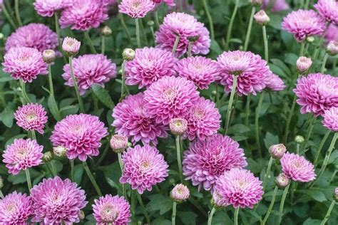 15 Types of Chrysanthemum to Add Beautiful Fall Blooms to Your Garden