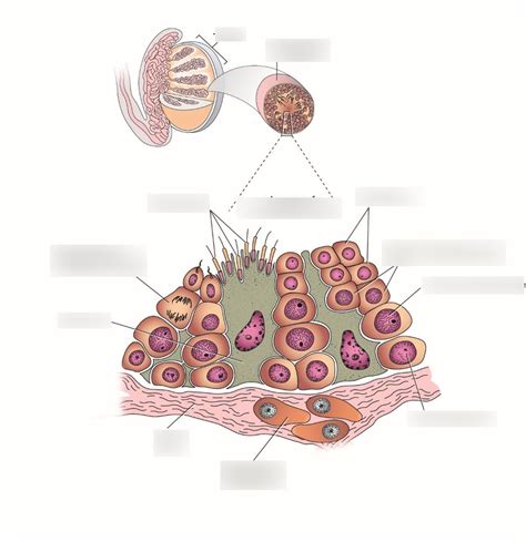 Spermatogenesis Male Repro Diagram Quizlet