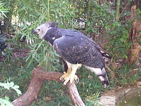 Harpy Eagles: WhoZoo