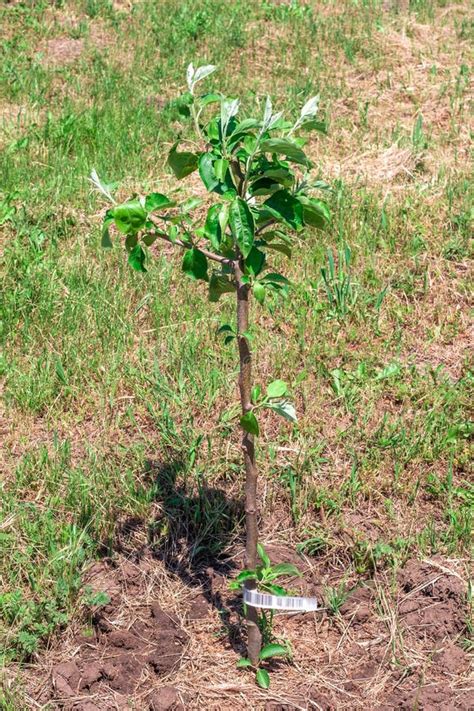 Young Apple Seedling in the Field. Growing and Caring for Fruit Trees ...