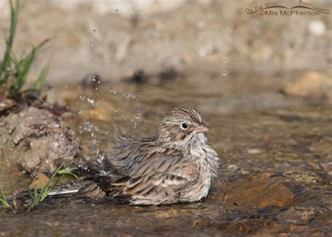 Bathing Vesper Sparrow Mia Mcpherson S On The Wing Photography