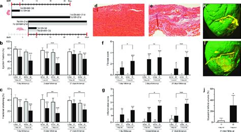 Study Outline Cardiac Histo Morphological And Functional Outcomes A