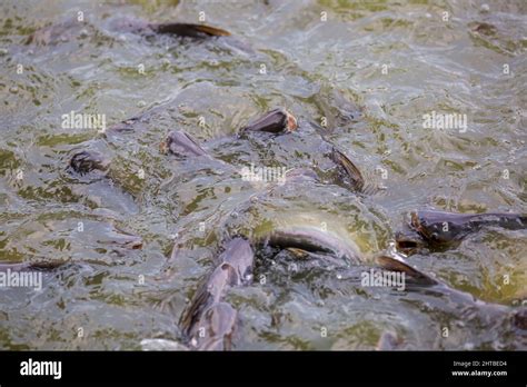 Los Peces Pangasius O Bagres Vietnamitas Se Est N Revolviendo Para