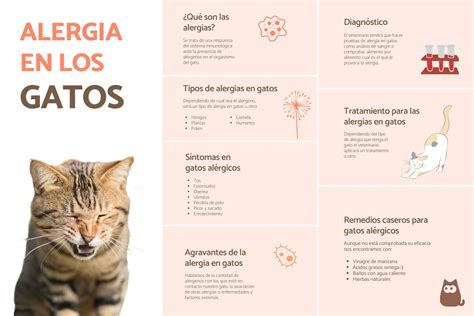 Alergia A Gatos Sintomas