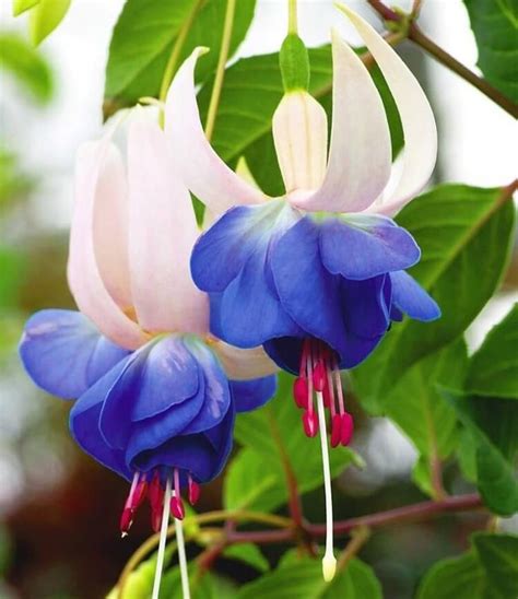 Fuchsia Vivace Les Vari T S Les Plus Rustiques Et Jolies Cultiver