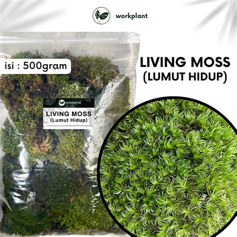 Jual Living Moss - Lumut Hidup Media Tanam Tanaman Hias / Lumut Hutan ...