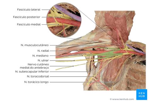 Plexo braquial Anatomia funções e nervos Kenhub