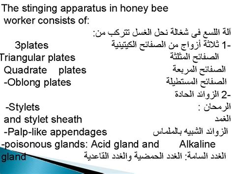 Insect abdomen Abdominal segments may be grouped into