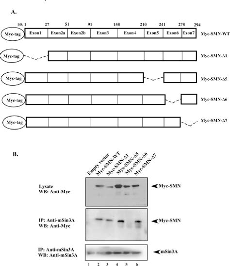 Figure From Survival Motor Neuron Smn Protein Interacts With