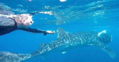 Tour Nado Con Tibur N Ballena Privado Holbox Guide