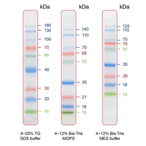 Iris Prestained Protein Ladder To Kda Hylabs