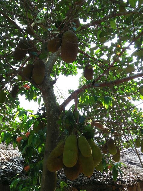 Nangka 1001 Buah — Steemit