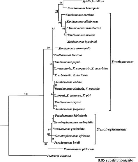 Phylogenetic Tree Of The γ β Subclasses Of The Proteobacteria Derived