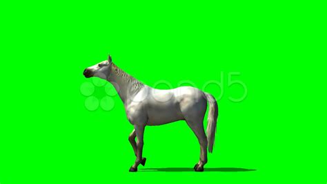 Horse Galloping Sound Effects Free Download - Videohive , After Effects,Pro Video Motion