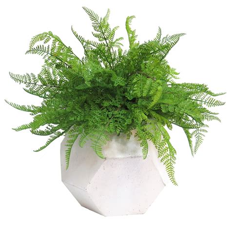 Opl6011 Uv Protected Leather Fern With Green Moss In White Cement