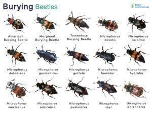 Carrion Beetles Identification Life Cycle Facts Pictures