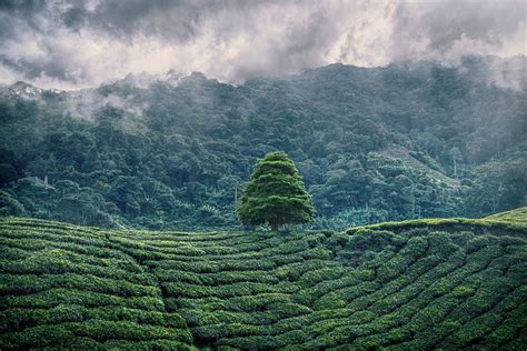 Boh Tea Plantation Malaysian Must See Wild N Free Diary